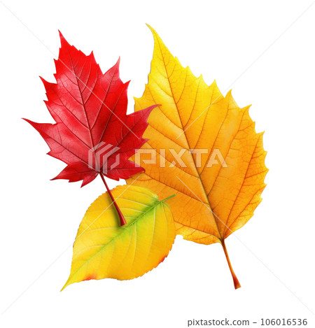 Autumn colored fall leaf isolated. 106016536