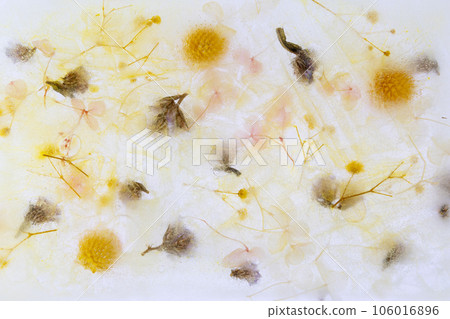 dried flowers in ice 106016896
