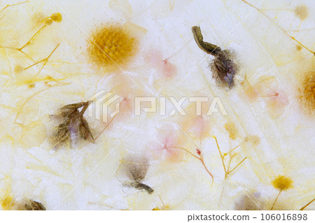 冰中的干花 106016898