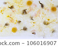 dried flowers in ice 106016907