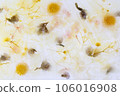 dried flowers in ice 106016908