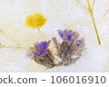 dried flowers in ice 106016910