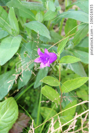 vertical photo - blue Campanula bluebell flower 106016935