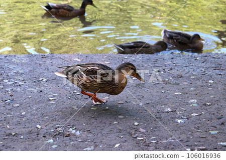 wild duck mallard walks along the river bank wild duck mallard walks along the river bank 106016936