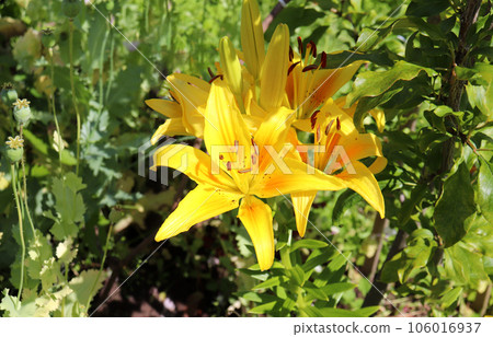 yellow daylily in the garden 106016937