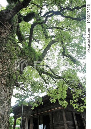 Ikaruga Ikaruga 106017966