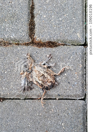 Baby bird that will never fly. Very young chick, fallen from nest. Dead on pavement. Baby bird that will never fly. Very young chick, fallen from nest. Dead on pavement. 106018196