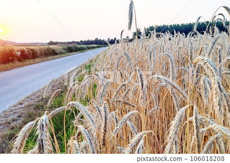 Beautiful summer sunset in a wheaten shiny field with golden wheat and sun rays Beautiful summer sunset in a wheaten shiny field with golden wheat and sun rays 106018208