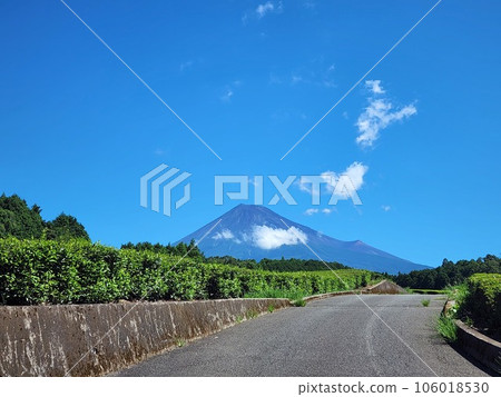 Summer tea plantation scenery Summer tea plantation scenery 106018530
