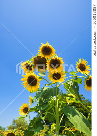 August summer sky and bright yellow sunflowers August summer sky and bright yellow sunflowers 106018887