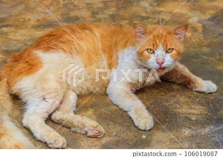 Stray hungry cat on the city street 106019087