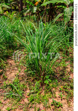 Cymbopogon, also known as lemongrass, barbed wire grass, silky heads, Cochin grass, Malabar grass, oily heads, citronella grass or fever grass, growing in the garden 106019121