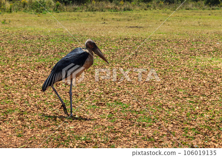 Marabou stork (Leptoptilos crumenifer) walking on a lawn 106019135