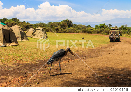 Marabou stork (Leptoptilos crumenifer) walking in a camp site in Tanzania Marabou stork (Leptoptilos crumenifer) walking in a camp site in Tanzania 106019136