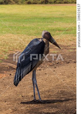 Marabou stork (Leptoptilos crumenifer) walking on a lawn Marabou stork (Leptoptilos crumenifer) walking on a lawn 106019137