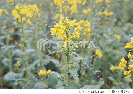 Mustard flowers are raining in the winter morning mist Mustard flowers are raining in the winter morning mist 106019972