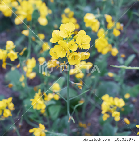 Mustard flowers in the field. Close-up view Mustard flowers in the field. Close-up view 106019973