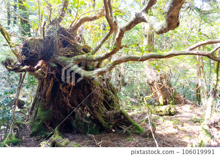 The view between the Yodogawa mountain hut from the Yodogawa trailhead on Yakushima The view between the Yodogawa mountain hut from the Yodogawa trailhead on Yakushima 106019991