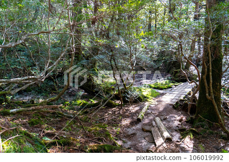 The view between the Yodogawa mountain hut from the Yodogawa trailhead on Yakushima The view between the Yodogawa mountain hut from the Yodogawa trailhead on Yakushima 106019992