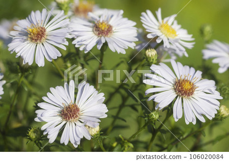 Selective focus of autumn flower Aster alpinus (blue alpine daisy) 106020084