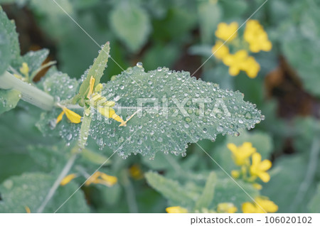 Winter morning fog wet water on the leaves of the mustard plant Winter morning fog wet water on the leaves of the mustard plant 106020102