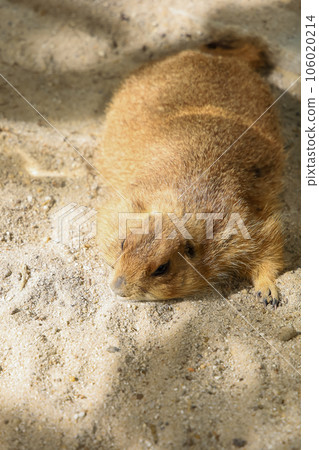 Black tailed prairie dog is sit down on sand Black tailed prairie dog is sit down on sand 106020214