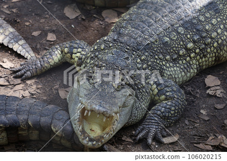 Close up crocodile is action show head in garden 106020215