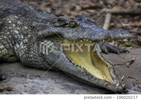 Close up crocodile is action show head in garden 106020217