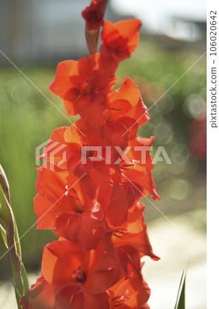 Red gladioli in the summer garden. A red bouquet of flowers. Beautiful background blur. Iridaceae. Red gladioli in the summer garden. A red bouquet of flowers. Beautiful background blur. Iridaceae. 106020642
