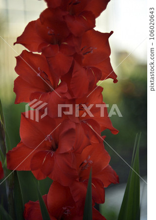 Red gladioli in the summer garden. A red bouquet of flowers. Beautiful background blur. Iridaceae. Red gladioli in the summer garden. A red bouquet of flowers. Beautiful background blur. Iridaceae. 106020643