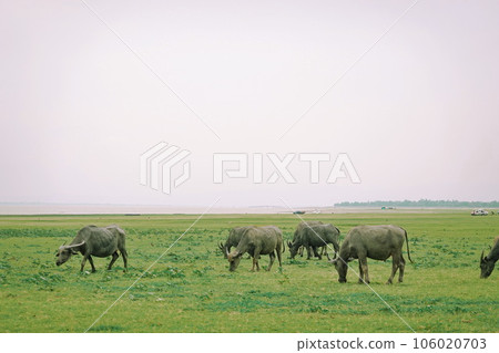 Herd of buffalo grazing in a green meadow on a sunny day Herd of buffalo grazing in a green meadow on a sunny day 106020703