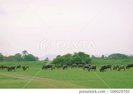 Herd of buffalo grazing in a green meadow on a sunny day 106020705