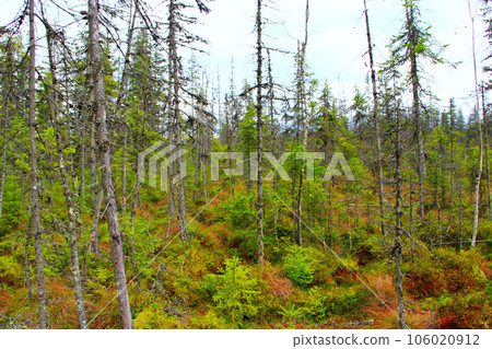 swamp in the Carpathians forest with fir-trees swamp in the Carpathians forest with fir-trees 106020912
