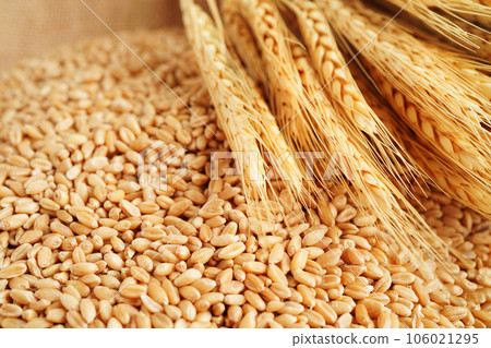 Wheat and grains ears agricultural, organic farm concept. 106021295
