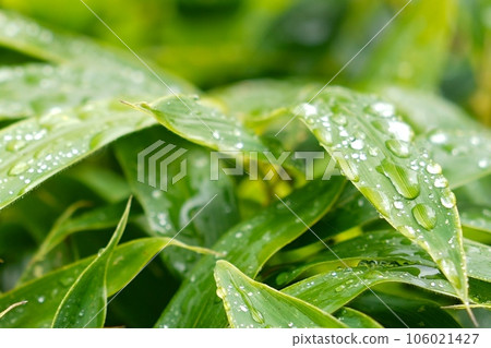 Leaves of bamboo rising after the rain 106021427