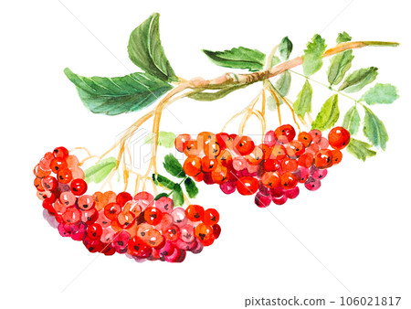 Red viburnum opulus, common name guelder-rose, branch with leaves and berries, medicinal plant. Watercolor hand drawn painting illustration isolated on a white background 106021817