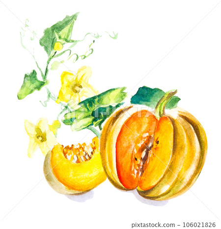 Pumpkin watercolour drawing isolated on white background 106021826
