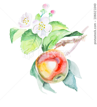 Watercolor hand drawn red apple with flowers. Isolated eco natural food fruit illustration on white background Watercolor hand drawn red apple with flowers. Isolated eco natural food fruit illustration on white background 106021840