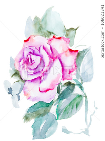 pink rose watercolor hand-painted, isolated on white 106021841