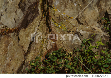 Natural abstract background stone texture with moss and plants 106022645