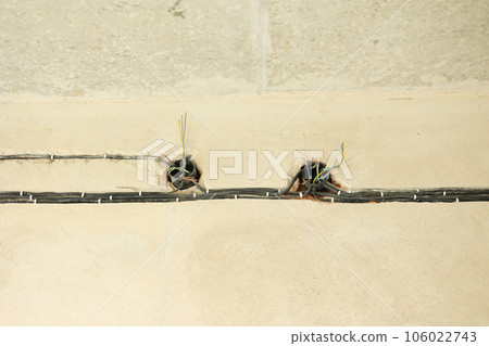 Wiring electrical cables on concrete wall in new apartment. Unfinished electrical mains outlet sockets with electrical wires. New building preparation for renovation, home repair. 106022743