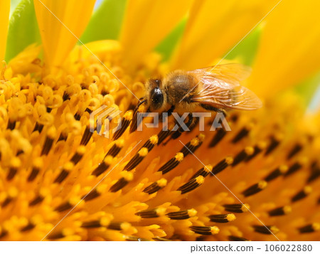 Bees sucking nectar from sunflowers and pollen balls Bees sucking nectar from sunflowers and pollen balls 106022880