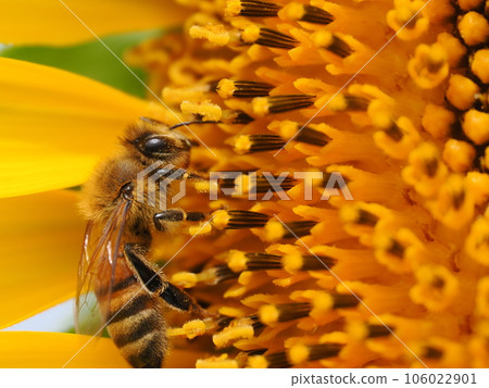 蜜蜂從向日葵和花粉球中吸取花蜜 106022901