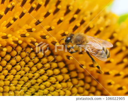 Bees sucking nectar from sunflowers and pollen balls Bees sucking nectar from sunflowers and pollen balls 106022905