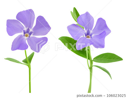 wild periwinkle flowers isolated on white background 106023025
