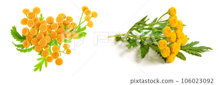 tansy with leaf isolated on a white background. Top view. Medical herb tansy with leaf isolated on a white background. Top view. Medical herb 106023092