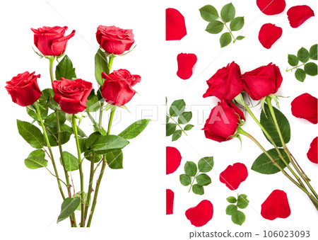 beautiful red rose isolated on white background beautiful red rose isolated on white background 106023093