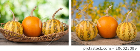 Orange and striped decorative pumpkins on a wooden table in wicker basket with blurred garden background Orange and striped decorative pumpkins on a wooden table in wicker basket with blurred garden background 106023099