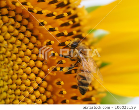 Bees and pollen balls collecting nectar from sunflowers Bees and pollen balls collecting nectar from sunflowers 106023159