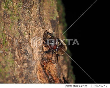 Insects such as beetles that gather in tree sap 106023247